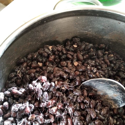 natto luce